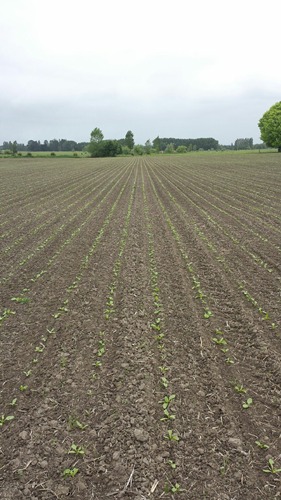 nl13-soil